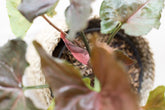 Syngonium strawbery ice